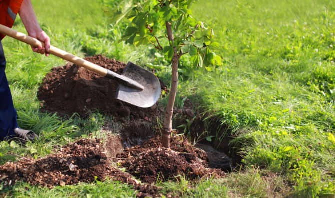 This Italian Tree Battery Is Europe’s Biggest Piece of Art