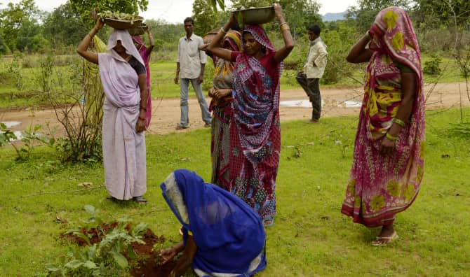 India Planted 50 Million Trees in One Day to Save the Climate