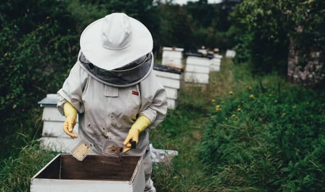 Honey Bees Are Buzzing Back From Near Extinction
