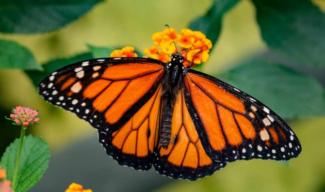 Mexico Saves Millions of Butterflies by Curbing Logging