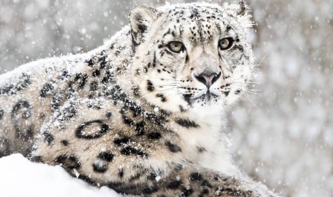 Snow Leopard Populations Are Finally Making a Comeback