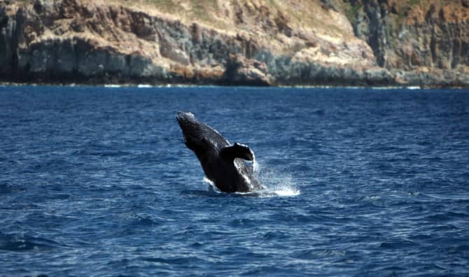 Mexico Created the Largest Ocean Reserve in North America