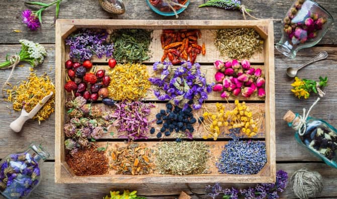 5 Must-Know Herbs for Healing and Well-Being