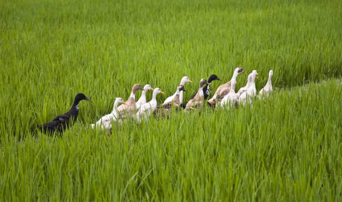 Farmers Forgo Pesticides and Use Ducks to Grow Crops