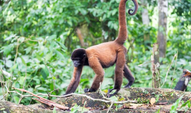 This Man Got Lost in a Jungle and Survived Thanks to Monkeys