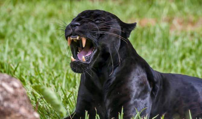 Mexico’s Wild Jaguar Population Is on the Rise