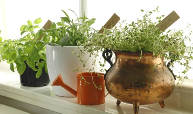 8 Fantastically Healthy Fall Herbs & Spices to Plant at Home