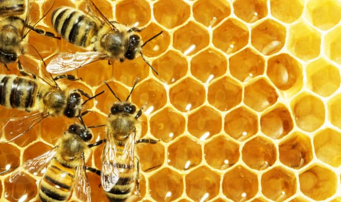 Honeybees Might Be Saved by Mushrooms