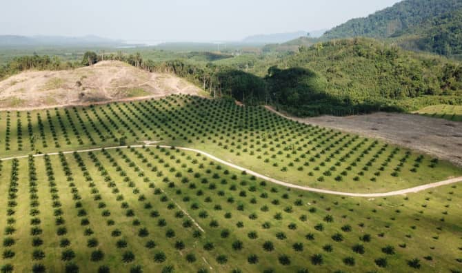 This Cookie Company Cuts Out Palm Oil for 100% Sustainability