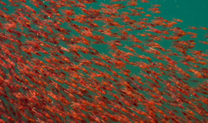 17-year-old Girl Invents Biodegradable Plastic Wrap From Shrimp