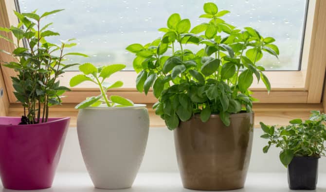 How to Start an Easy Indoor Herb Garden in Your Kitchen