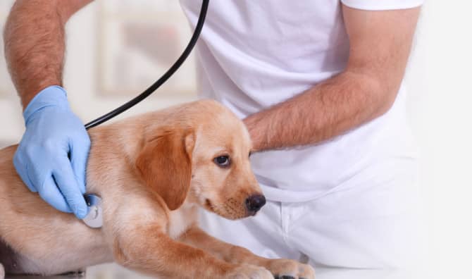 Veterinarian Has Treated Over 400 Homeless People’s Pets for Free