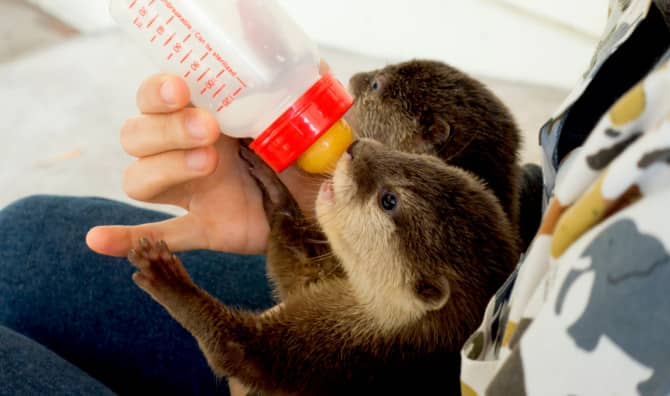 Paradise Park Zookeepers are Quarantining With the Animals!