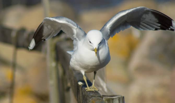 Boutique Bird Hotels are Protecting the Arctic Kittiwake