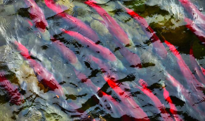 Sockeye Salmon Back in Canadian Lake for First Time in Fifty Years!