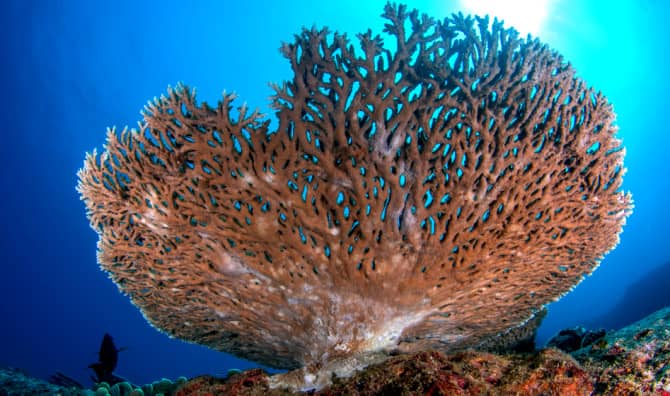 A Bounty of New Corals Found on the World’s Largest Coral Reef