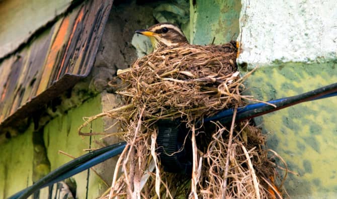 Next-Gen Birdwatching: A Hobby That’s Poised to Take Off