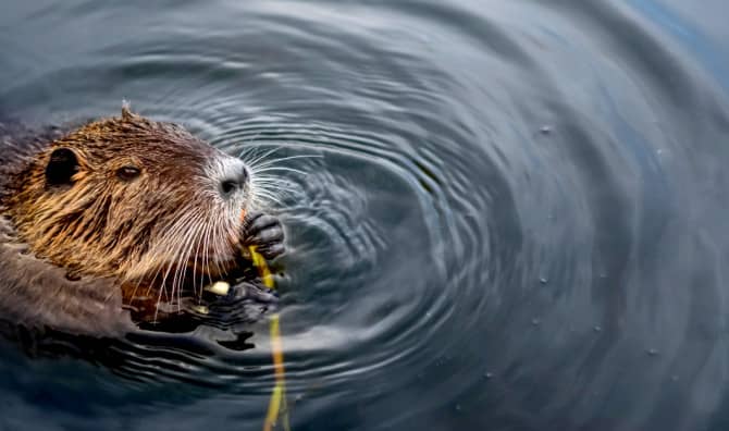 After an Absence of 400 Years, the Beaver is Back in the UK