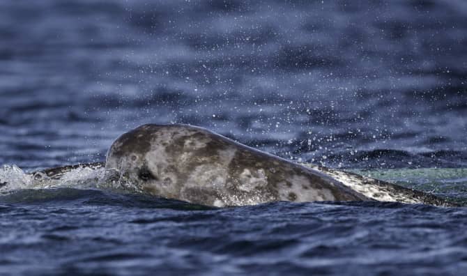 Scientific Expedition Reveals Sounds From the “Unicorns of the Sea”!