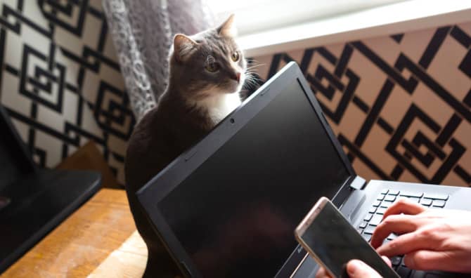 Purring Gray Tabby Wins Heart of Small Town