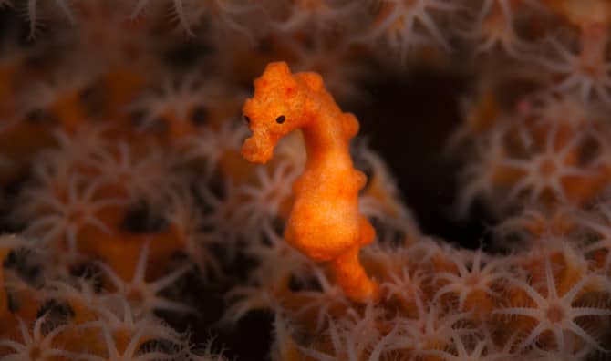 A New Species of Pygmy Seahorse Discovered in South Africa