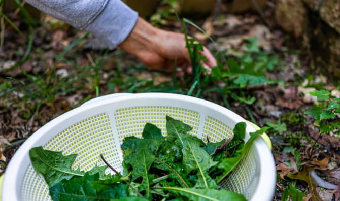 Join the Urban Forager Trend and Eat Healthy Food for Free!