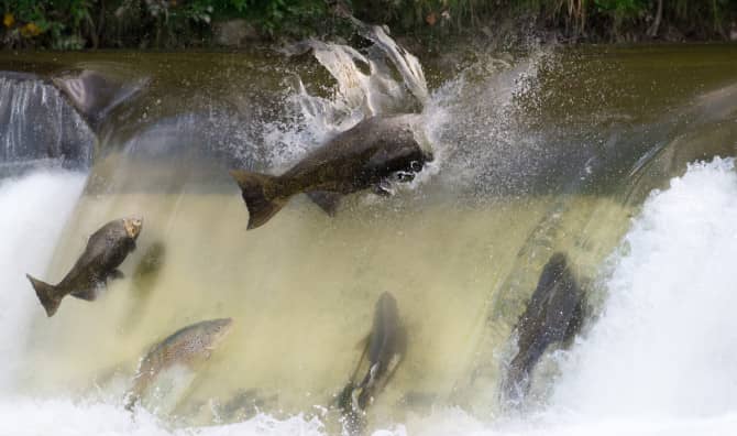 Canada Clears the Way for Salmon