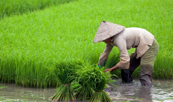 A New Strain of Saltwater Rice Could Feed 200 Million People