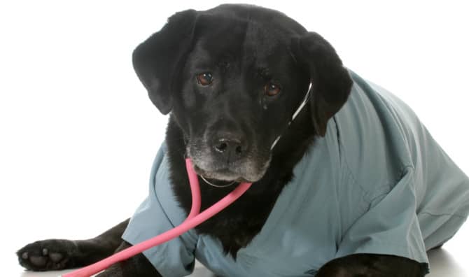 Loki the Therapy Dog is Taking Care of Hospital Workers in Maryland