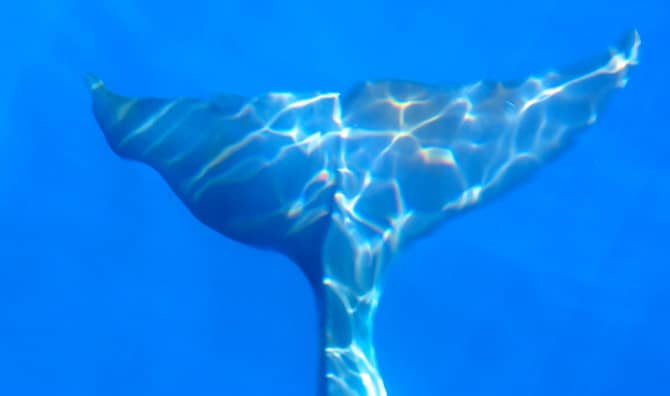 This Year’s Reprieve for Iceland’s Whales May Last Forever!