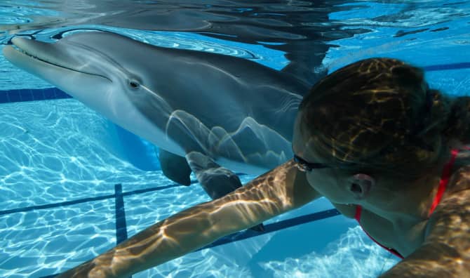 Celebrating a New Dolphin Prototype That May Just Change History