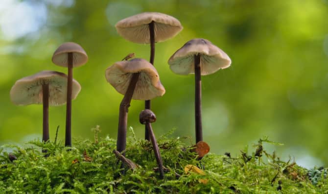 College Student Builds Canoe Entirely Out of Mushrooms