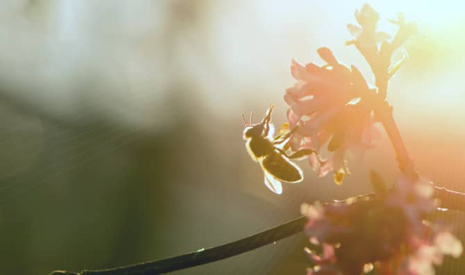 Found in Florida: A Blue Bee Thought to be Extinct!