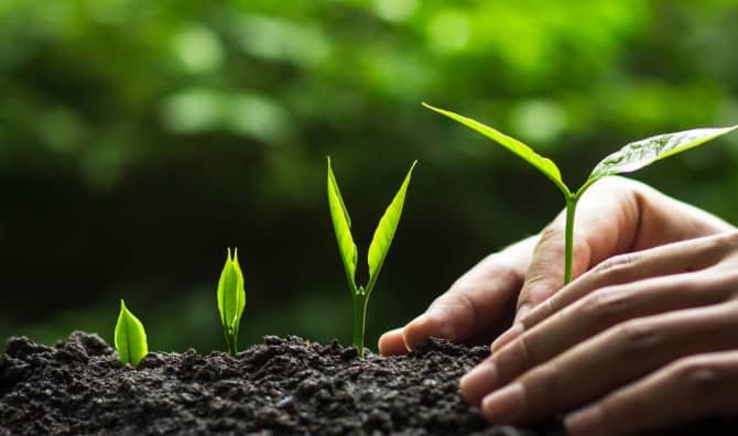 Madagascar is Planting 60 Million Trees