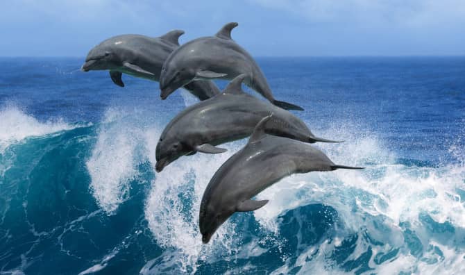 After 50 Years, Dolphins Return to Lisbon
