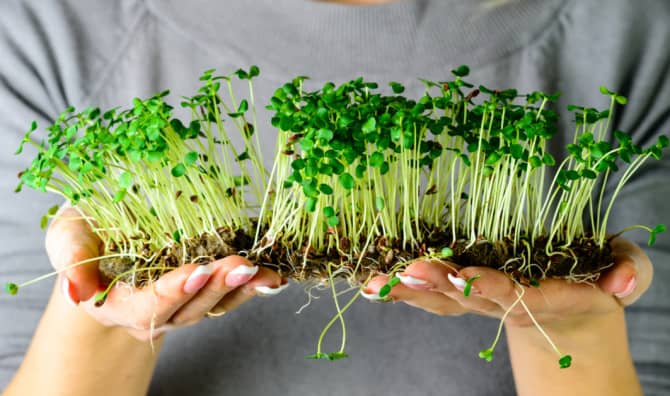 7 Reasons to Grow Microgreens at Home