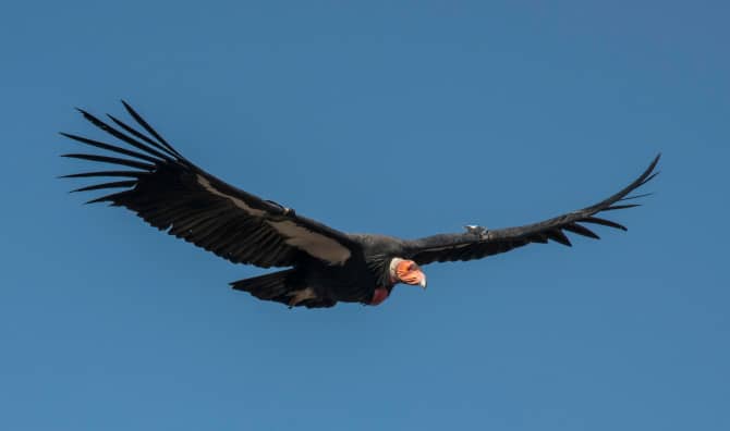The California Condor Soars Back from Near Extinction