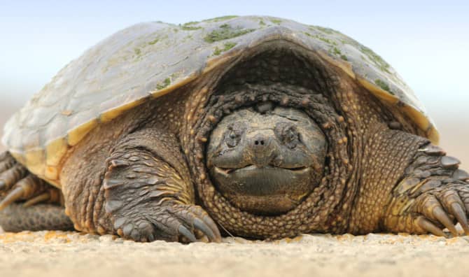 7 Fun Facts About the World’s Oldest Animals to Amaze You