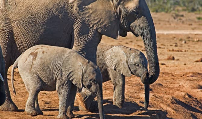 Rare Elephant Twins Born in Sri Lanka