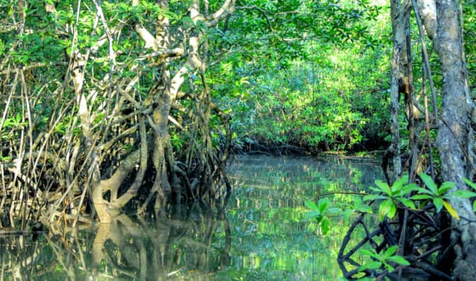 Saving Mangroves in Costa Rica