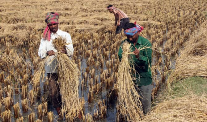 Indian Farmers Save Rice Varieties Seed By Seed