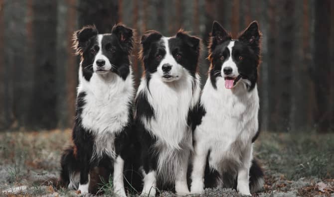 Three Border Collies Replant Forests in Chile