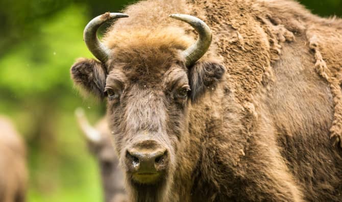 Wild Bison Will Soon Roam the UK