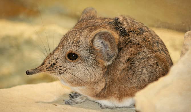 This African Mouse Has a Penchant for Peanut Butter!