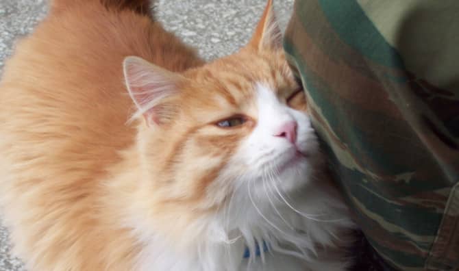 Recent Hire, Elwood the Cat Makes a Purrfect Addition