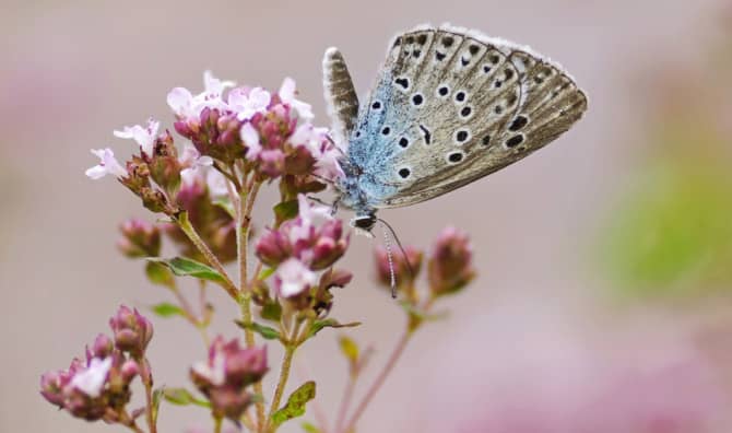 Once Extinct, An Enigmatic Butterfly Returns to England