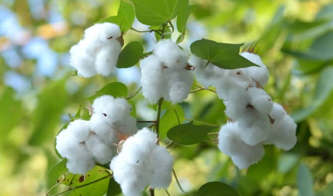 New Research Discovers How to Grow Colored Cotton