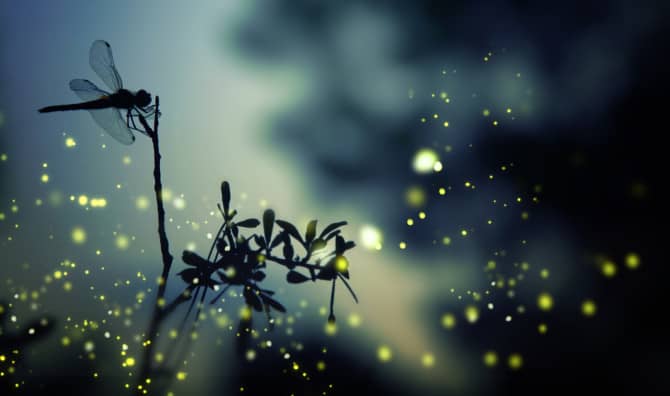 Germany to Revitalize its Insect Population by Dimming its Night Sky
