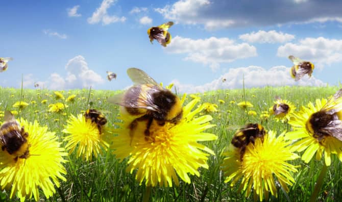 Will Artificial Pollination Replace Bees?