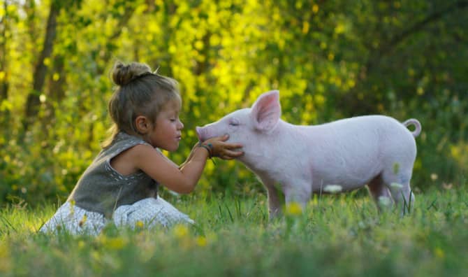 Are Miniature Pigs Man’s New Best Friend?
